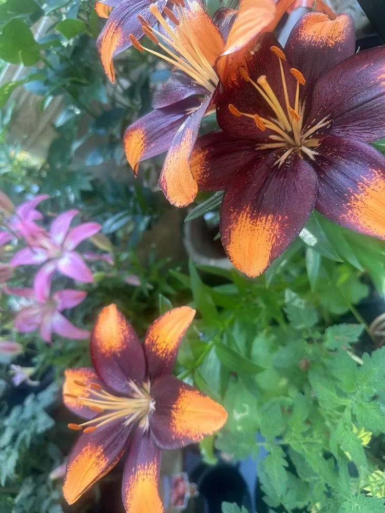 Expert residential landscaping in Washington DC, DC by Ginkgo Gardens