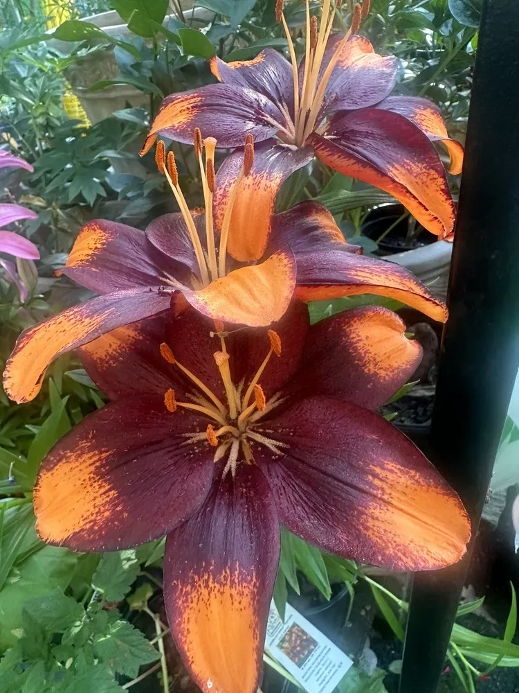 Professional lawn care service in Washington DC, DC by Ginkgo Gardens