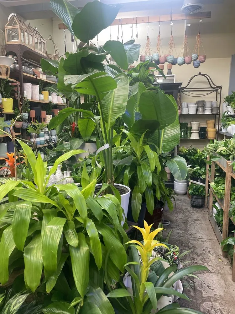 Professional lawn care service in Washington DC, DC - Ginkgo Gardens