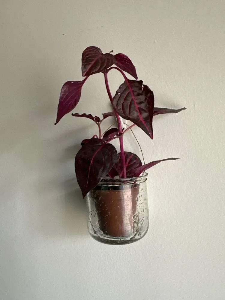 Custom lawn mowing service experts serving Washington DC, DC - Ginkgo Gardens