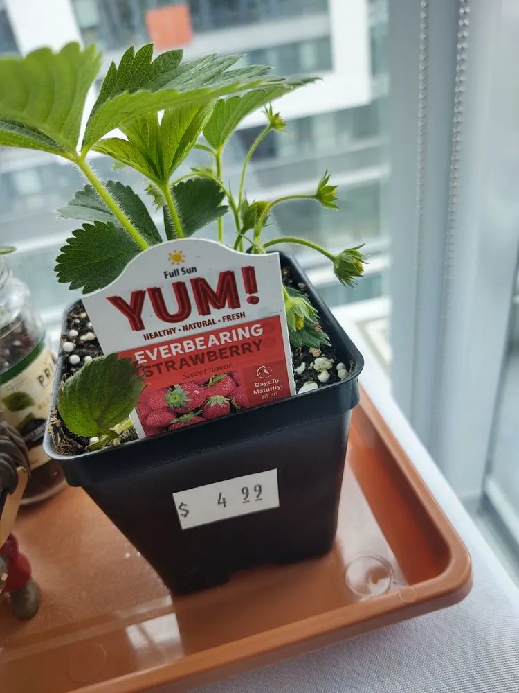 Custom yard cleanup service experts serving Washington DC, DC - Ginkgo Gardens