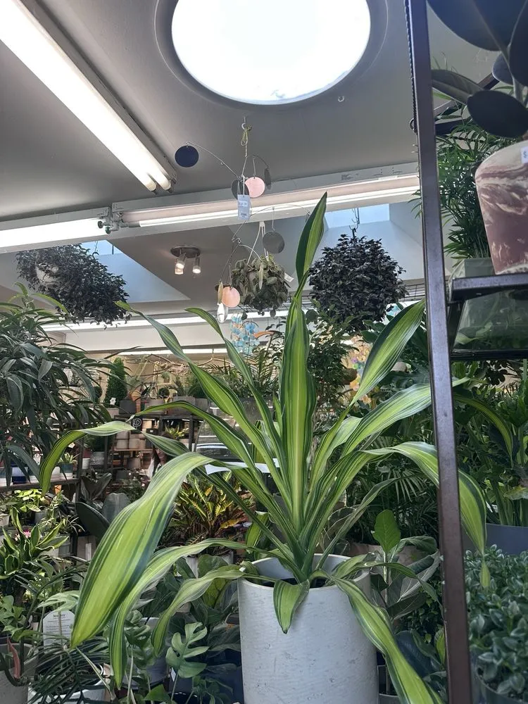 Reliable garden landscaping in Washington DC, DC - Ginkgo Gardens