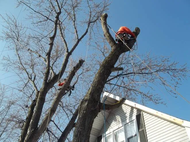 Professional landscaping services in Joliet, IL by Ginkgo Landscaping And Tree Service