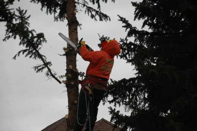 Professional residential landscaping in Joliet, IL - Ginkgo Landscaping And Tree Service