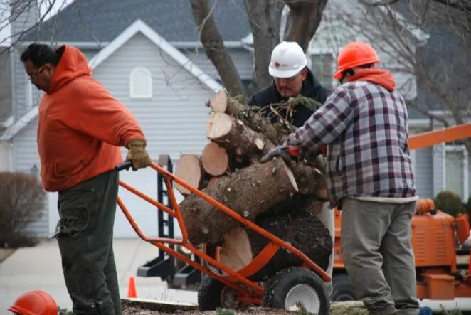 Affordable lawn care service in Joliet, IL - Ginkgo Landscaping And Tree Service