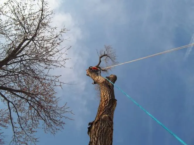 Custom lawn mowing service in Joliet, IL - Ginkgo Landscaping And Tree Service