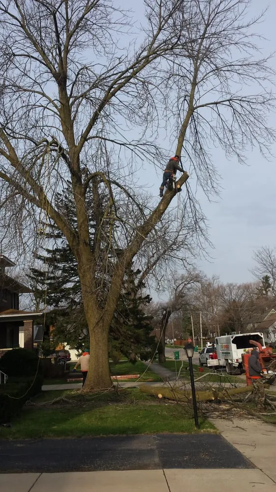 Expert outdoor landscaping in Joliet, IL - Ginkgo Landscaping And Tree Service