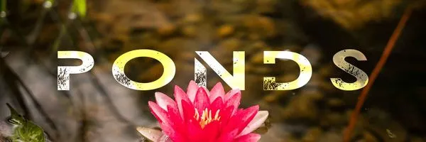 Ginnis Landscaping Logo