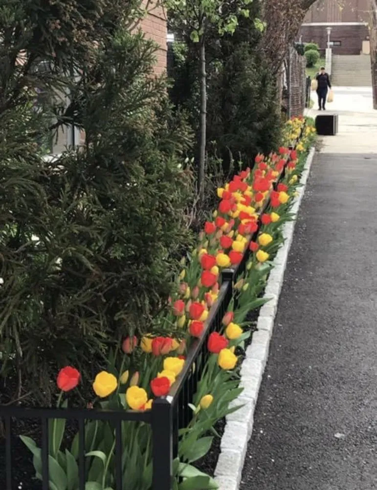 Professional lawn mowing service for residential properties in Stamford, CT by Gino's Services