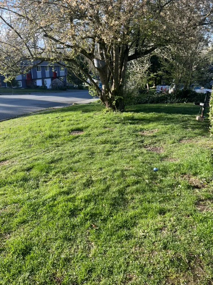 Reliable landscaping services in Everett, WA by Gio’s Landscaping