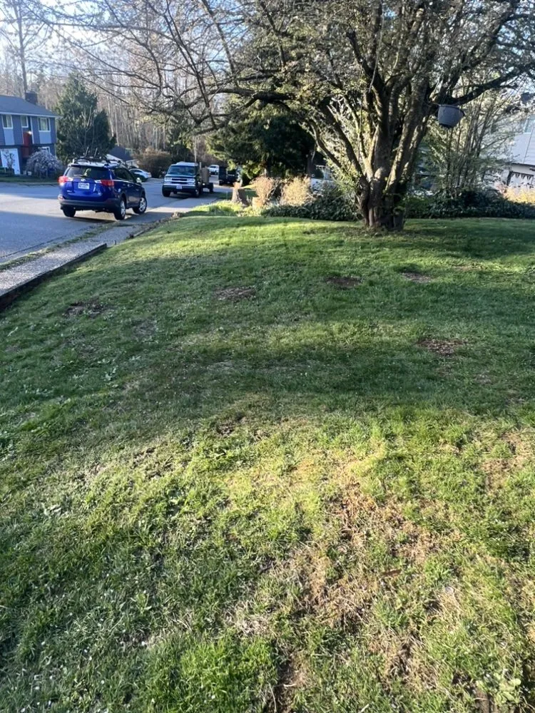 Professional yard maintenance for outdoor upgrades across Everett, WA - Gio’s Landscaping
