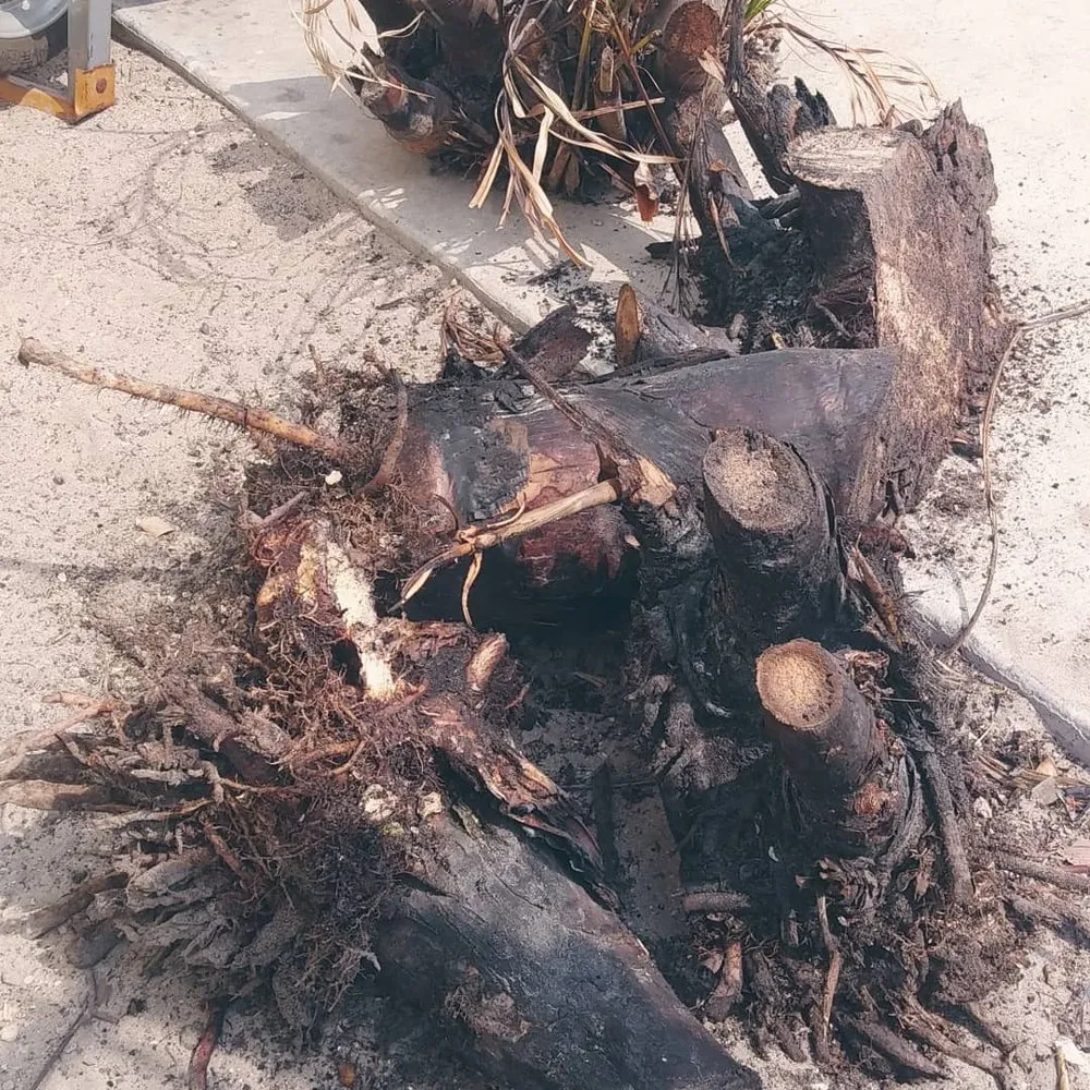 Expert lawn care service in Dunedin, FL - Gio's Multitask Lawn & Landscaping