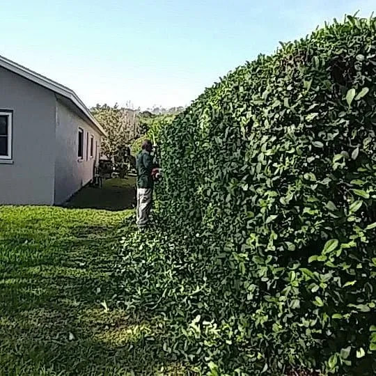 Affordable yard cleanup service for year-round maintenance in Dunedin, FL by Gio's Multitask Lawn & Landscaping