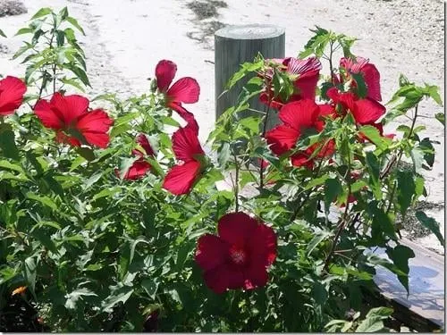 Custom yard cleanup service in Harvey Cedars, NJ - Giottini Design & Landscaping Services