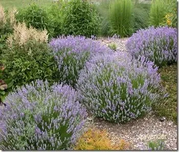 Reliable residential landscaping for year-round maintenance across Harvey Cedars, NJ - Giottini Design & Landscaping Services