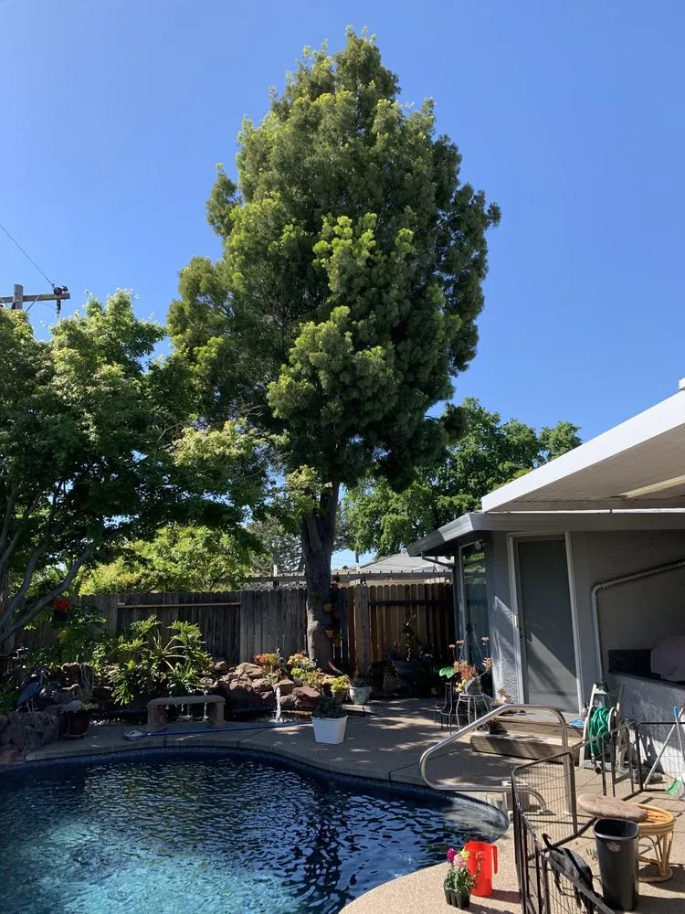 Affordable residential landscaping experts serving Sacramento, CA - Giovanni's Tree Service