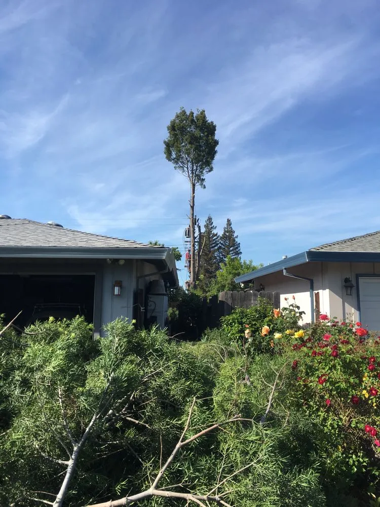 Top-rated landscape installation for outdoor upgrades across Sacramento, CA - Giovanni's Tree Service