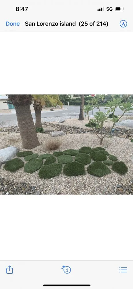 Expert outdoor landscaping in Palm Springs, CA - Giraffe Grass