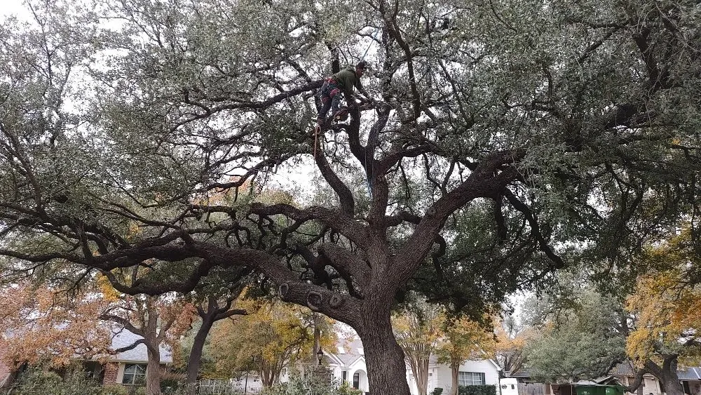 Trusted yard maintenance experts serving Round Rock, TX - Giraffe Tree & Landscaping Services