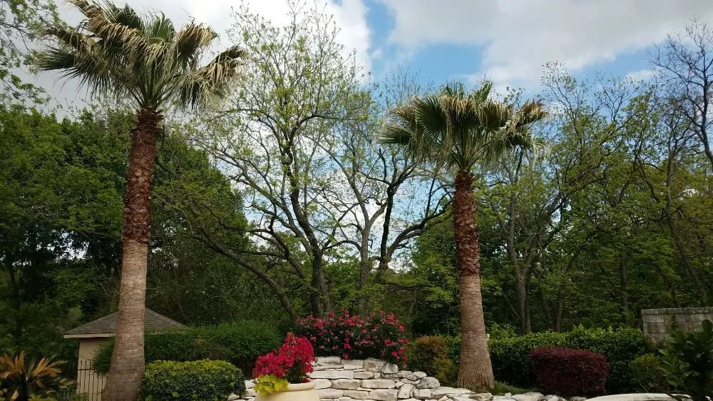 Reliable garden landscaping in Round Rock, TX - Giraffe Tree & Landscaping Services