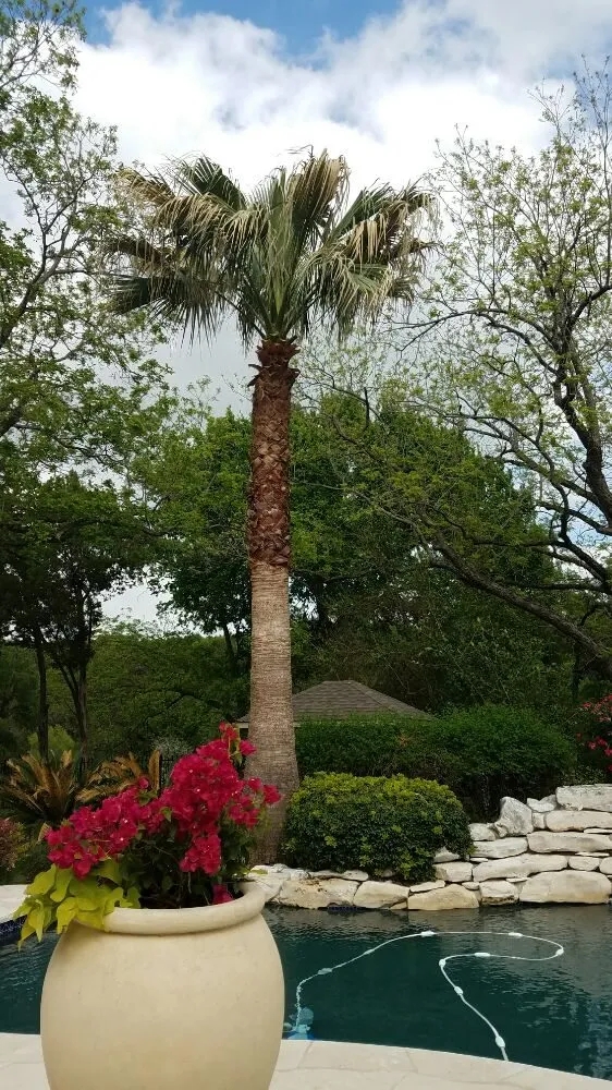 Top-rated lawn mowing service in Round Rock, TX - Giraffe Tree & Landscaping Services