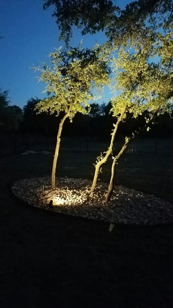 Professional residential landscaping experts serving Round Rock, TX - Giraffe Tree & Landscaping Services
