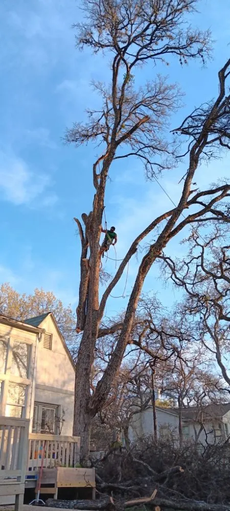 Affordable yard cleanup service experts serving Round Rock, TX - Giraffe Tree & Landscaping Services