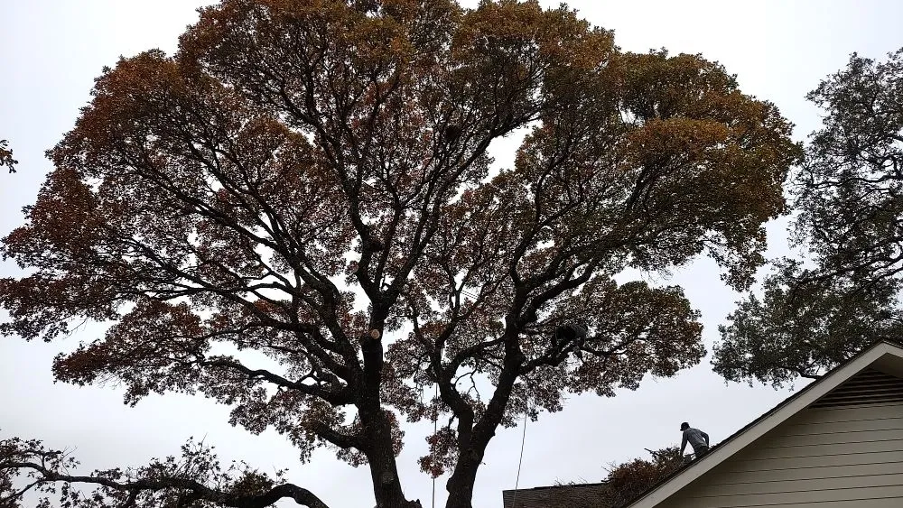 Custom lawn mowing service for beautiful yards in Round Rock, TX by Giraffe Tree & Landscaping Services