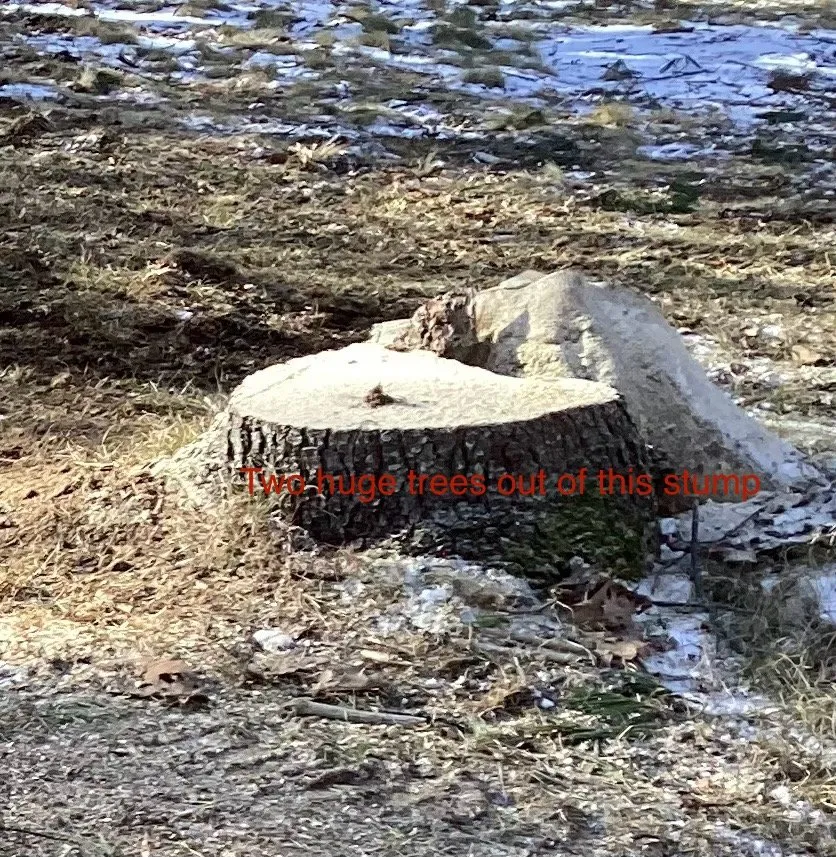 Professional outdoor landscaping in Hollis Center, ME by Girard Yard Services