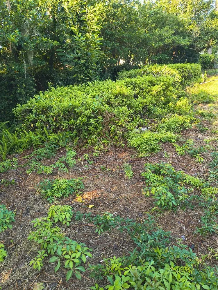 Trusted landscaping services in Valdosta, GA by Giron Irrigation And More