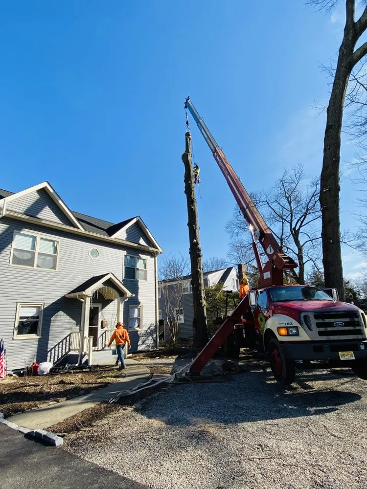 Expert yard cleanup service in Elizabeth, NJ - Giron's Tree Service
