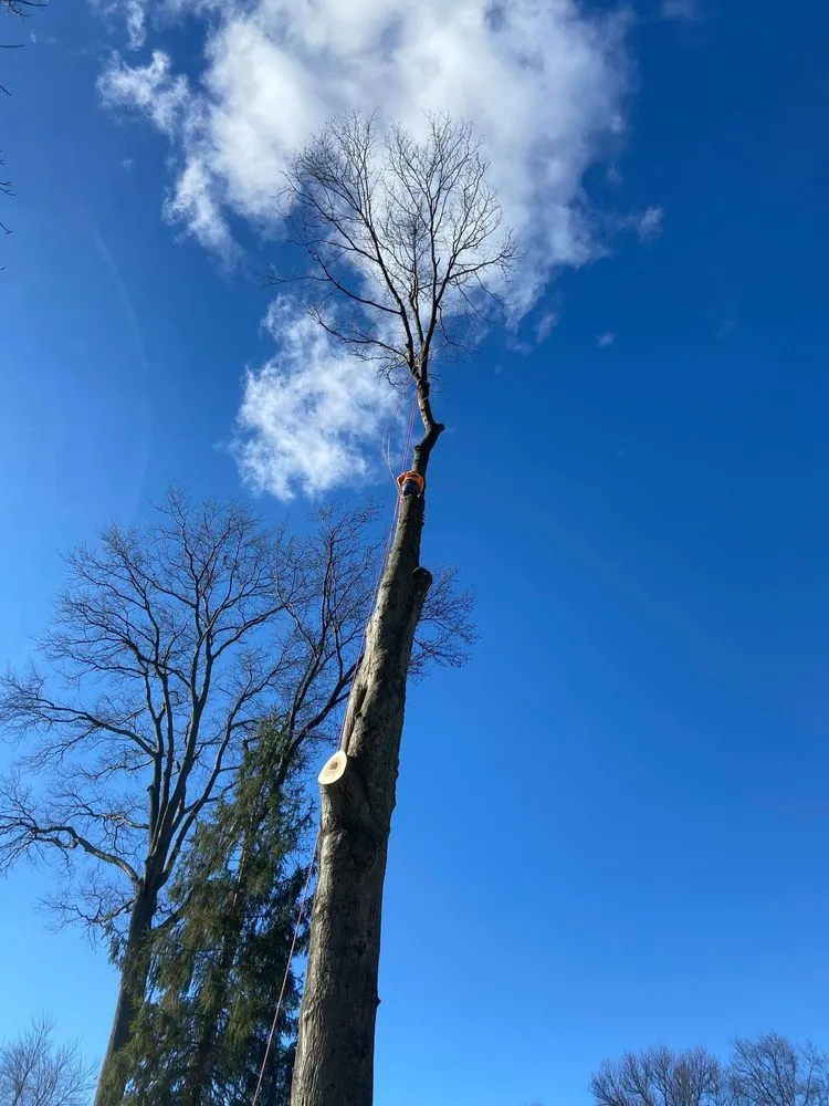 Custom lawn mowing service experts serving Elizabeth, NJ - Giron's Tree Service