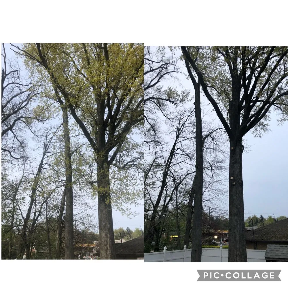 Affordable lawn care service experts serving Elizabeth, NJ - Giron's Tree Service