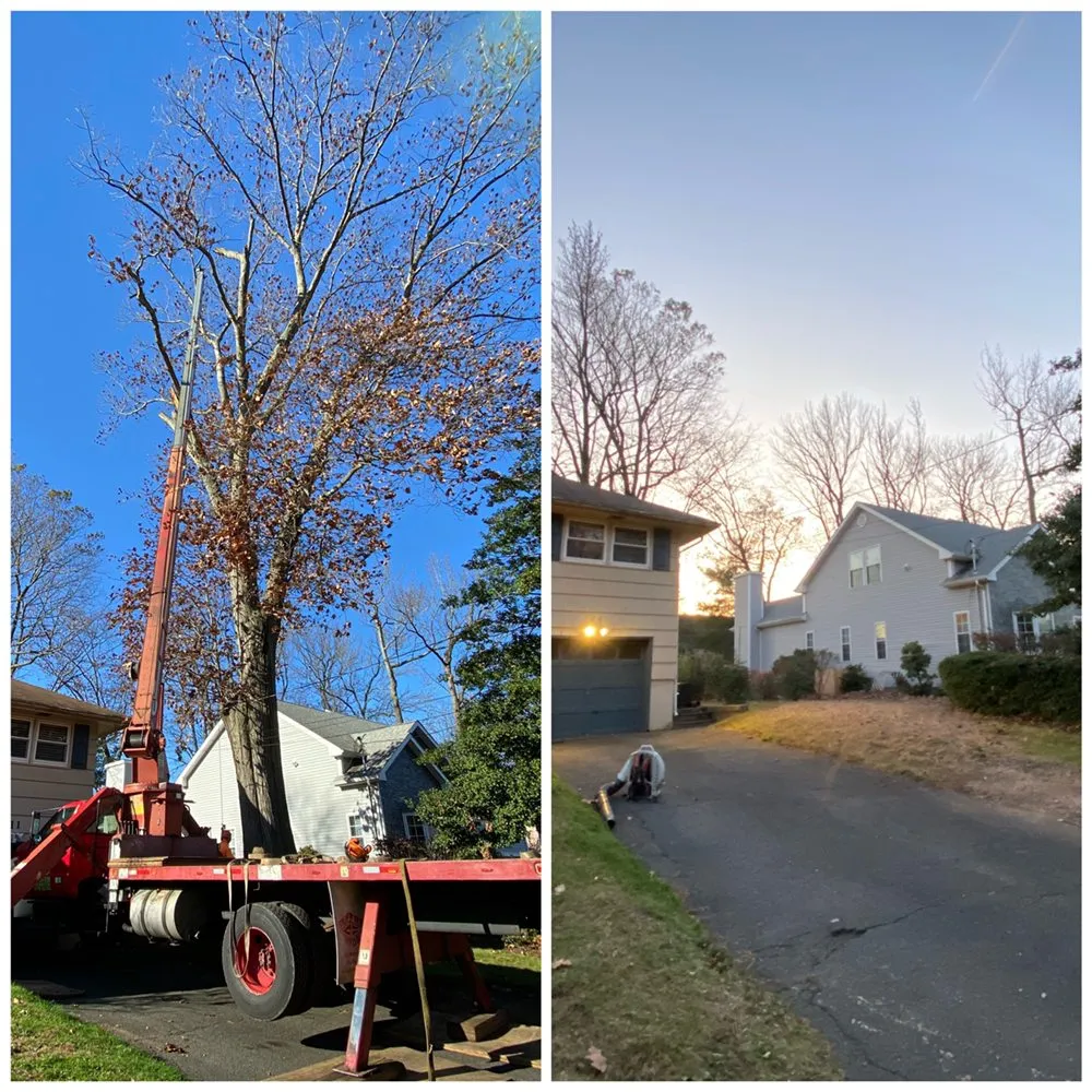 Reliable lawn care service experts serving Elizabeth, NJ - Giron's Tree Service