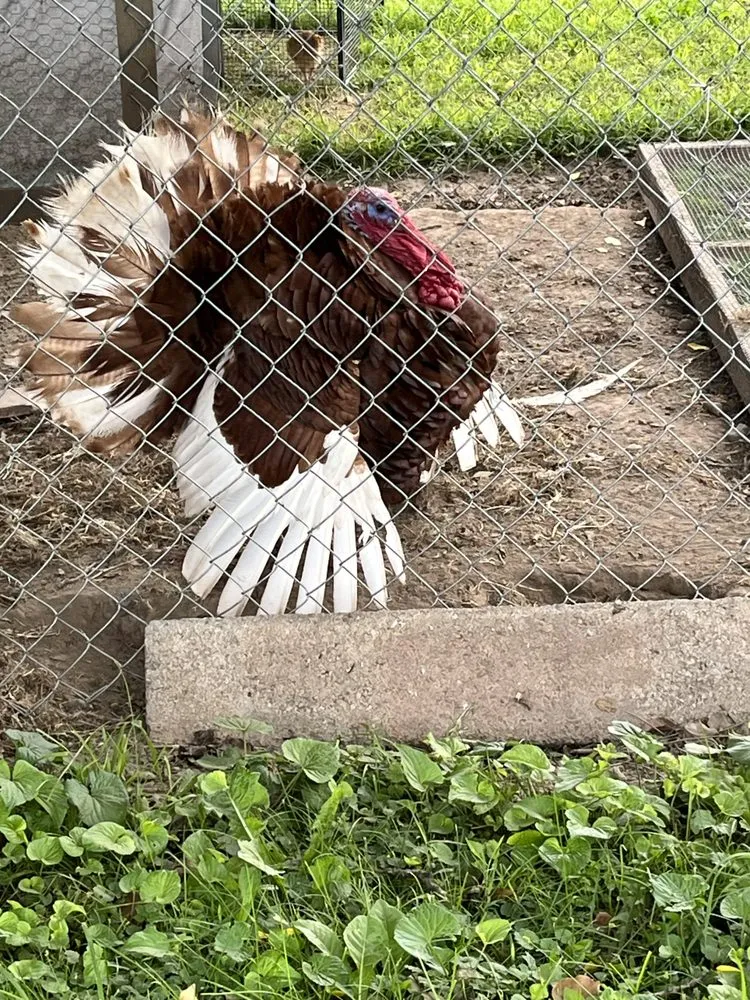 Expert garden landscaping for beautiful yards across Mount Jackson, VA - Git R Done Cleaning