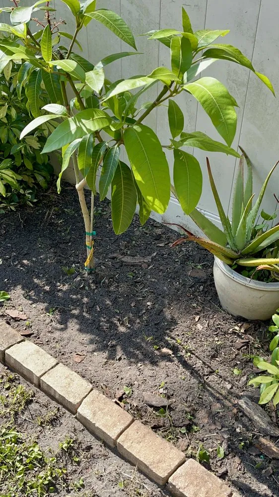 Professional yard cleanup service experts serving Thonotosassa, FL - Giuseppe’s Green Solutions