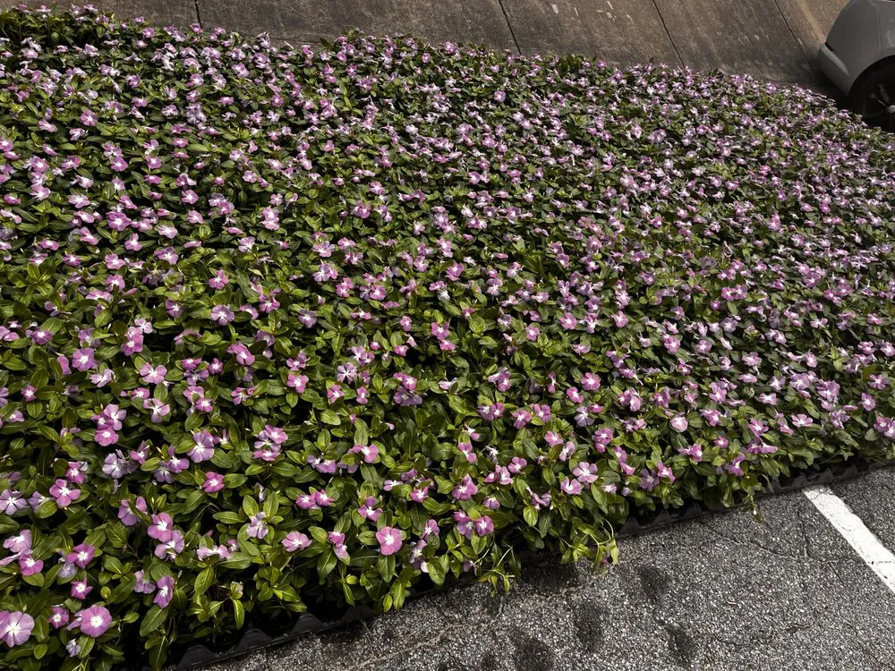 Top-rated yard cleanup service in Stone Mountain, GA by Give Receive