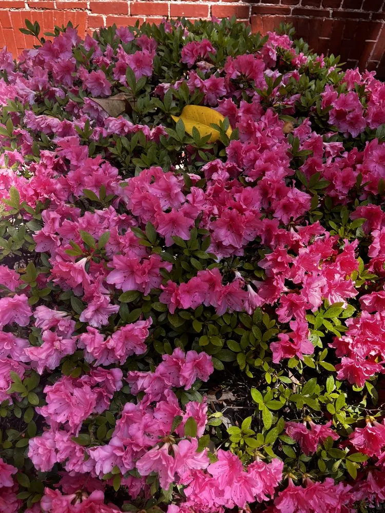 Reliable outdoor landscaping in Stone Mountain, GA - Give Receive