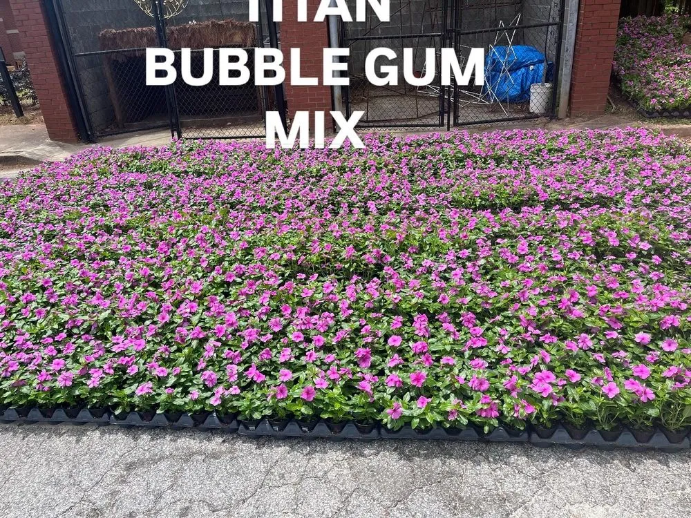 Affordable lawn care service experts serving Stone Mountain, GA - Give Receive