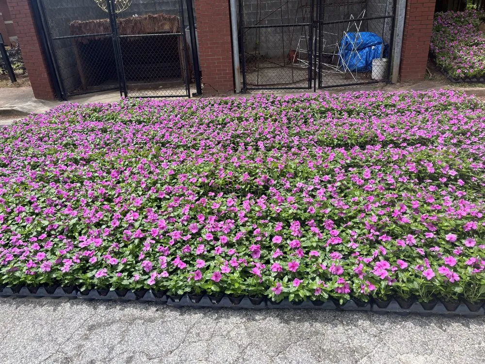 Professional landscaping services for residential properties in Stone Mountain, GA by Give Receive