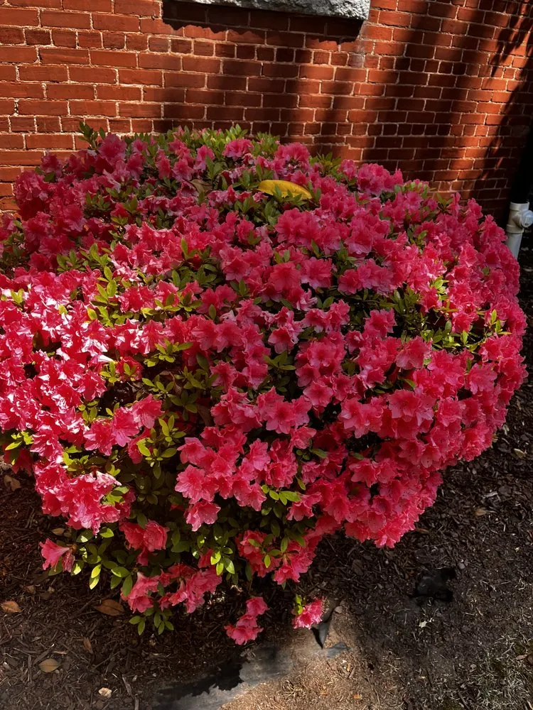 Top-rated lawn care service in Stone Mountain, GA - Give Receive