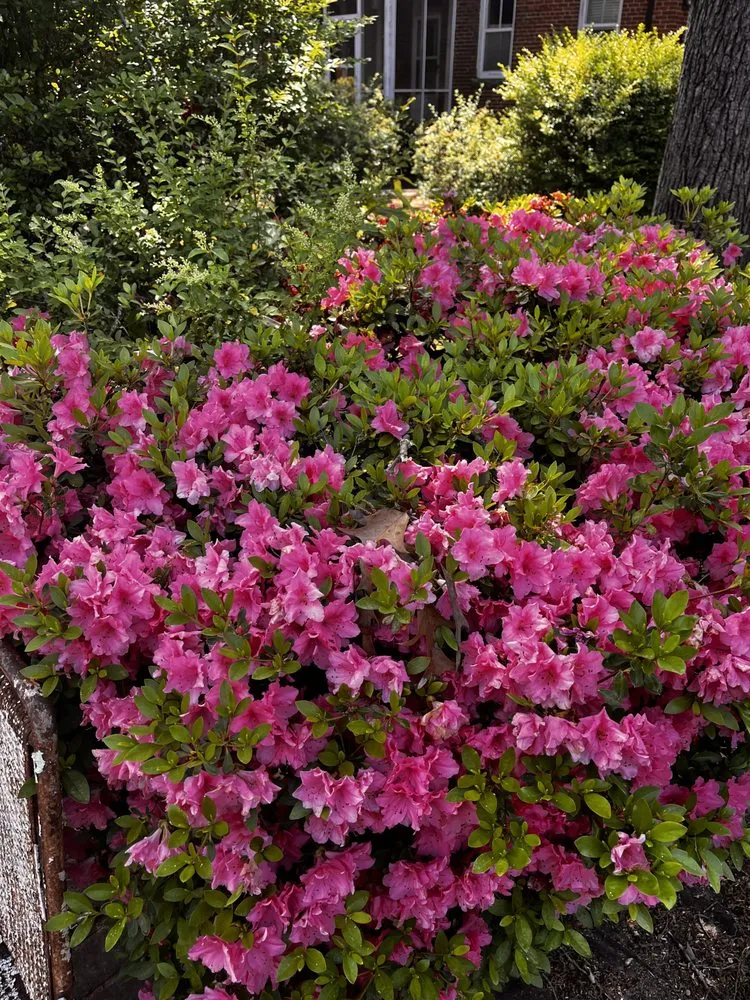 Professional garden landscaping experts serving Stone Mountain, GA - Give Receive