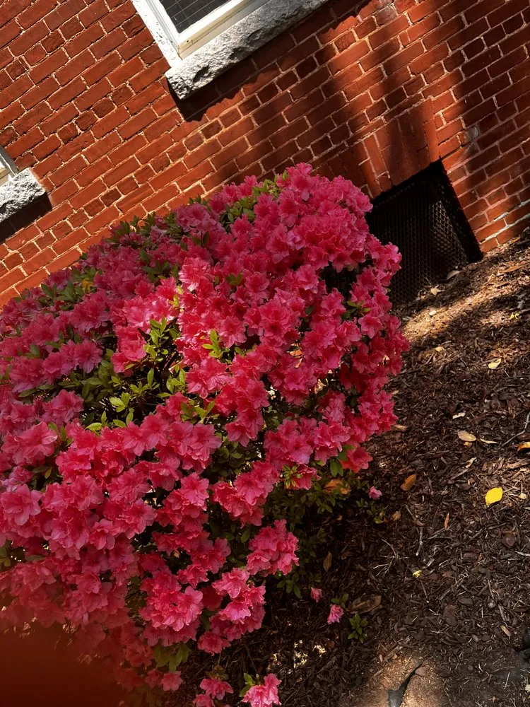 Professional residential landscaping experts serving Stone Mountain, GA - Give Receive