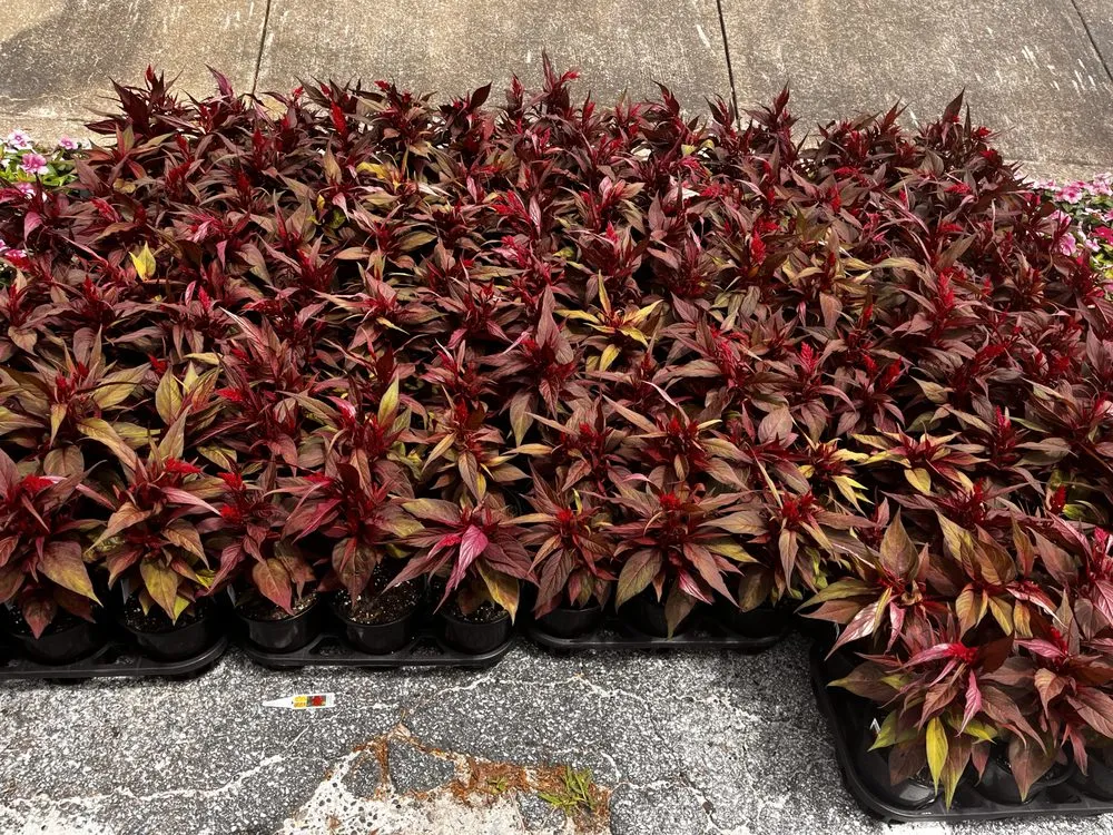 Expert yard maintenance experts serving Stone Mountain, GA - Give Receive