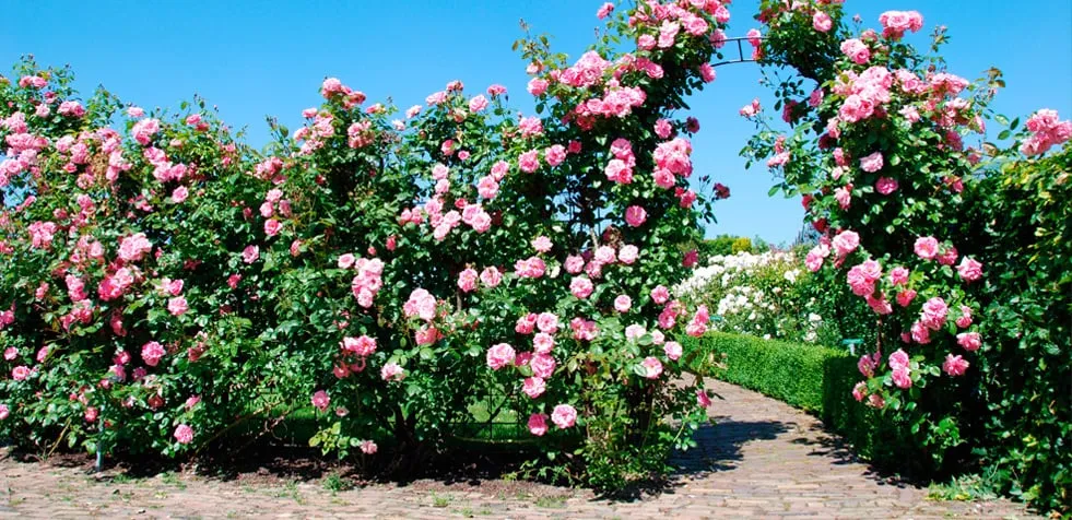 Expert yard maintenance for homes in Gulph Mills, PA by Giverny Gardens