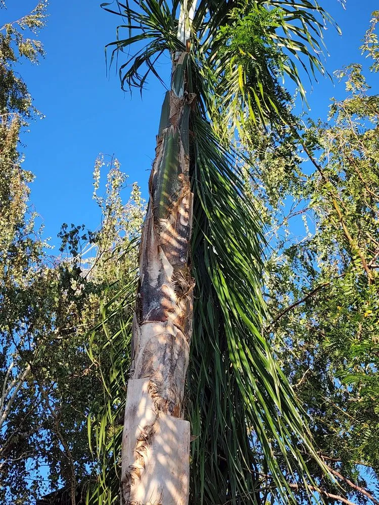 Custom yard maintenance for year-round maintenance in Tracy, CA by Giving Back Gardening