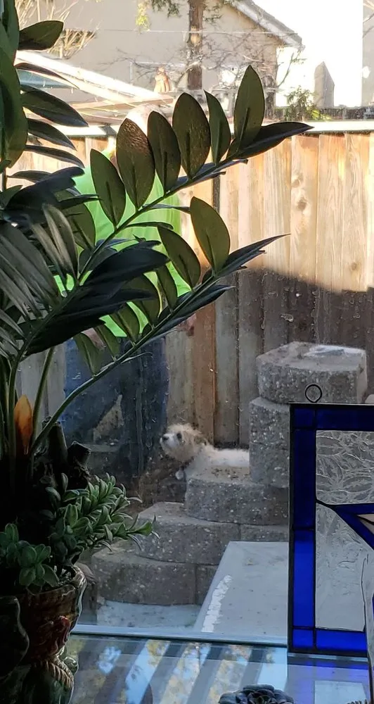 Affordable garden landscaping for year-round maintenance across Tracy, CA - Giving Back Gardening