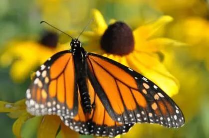 Custom yard cleanup service near you across Minneapolis, MN - Giving Tree Gardens