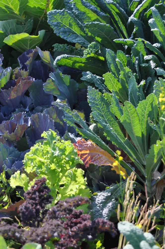 Professional yard cleanup service in Minneapolis, MN - Giving Tree Gardens