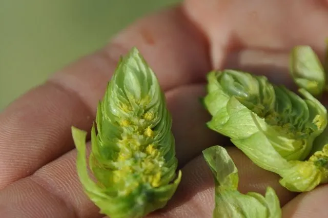 Local garden landscaping in Minneapolis, MN by Giving Tree Gardens